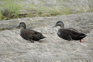 Duck, American Black Duck, 2005-05210104 Plum Island, MA